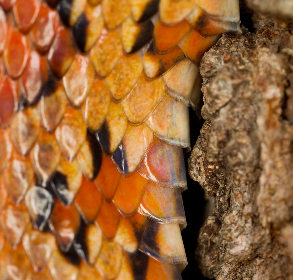 How Snakes Slither Up Trees Live Science