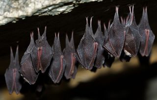 Several greater horseshoe bats (Rhinolophus ferrumequinum) roost. 