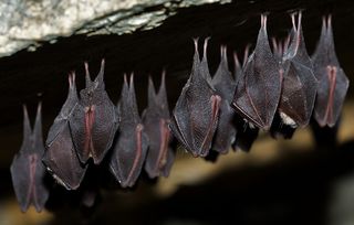 Several greater horseshoe bats (Rhinolophus ferrumequinum) roost.