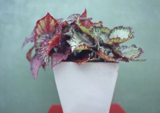 Begonia exotica with colorful leaves in a white pot