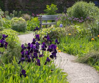 Richly coloured perennial Iris beside a garden path in late spring sunshine