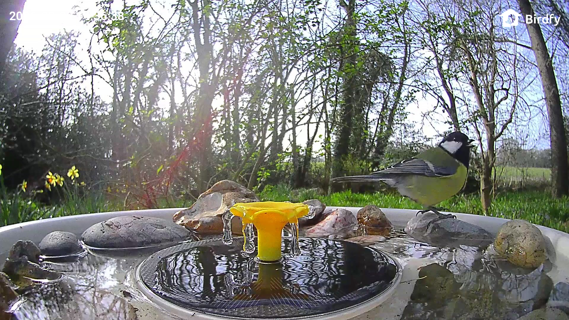 View from the Birdfy Bird Bath Pro's camera, set in a wild garden among trees, with a European Robin visiting the device
