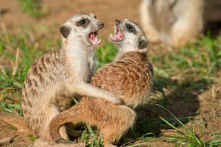 Two meerkats fighting.