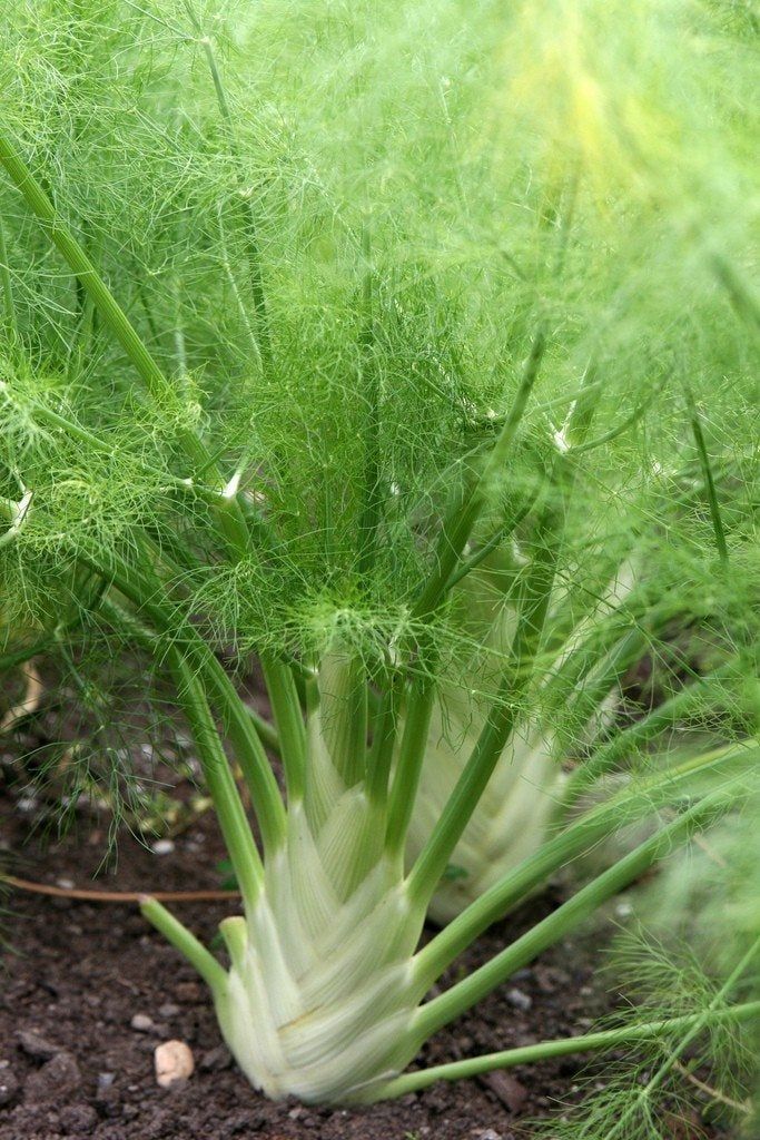 Florence Fennel In A Garden