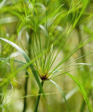 The vivid green foliage of a papyrus plant up close