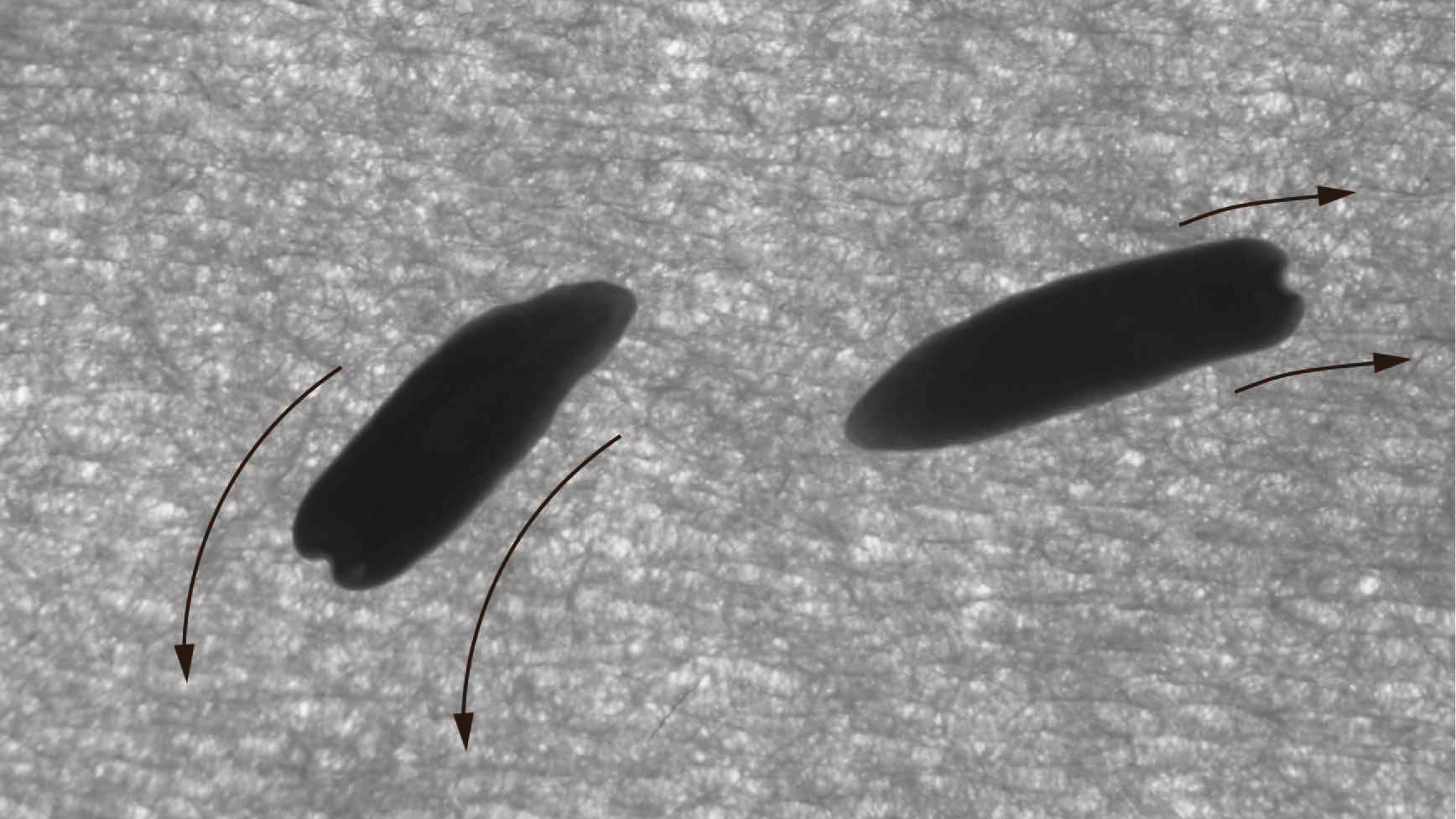 Coordinated movement by decapitated flatworm is induced by UV-A light.