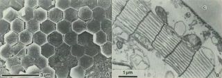 Left: A single layer of hexagonal plates in the sea sapphire’s skin, as viewed from above. Right: Layers of plates as viewed from the side.