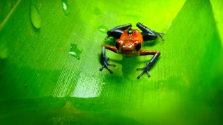 Brightly-colored strawberry poison-dart frogs (Oophaga pumilio) are found in Central America. They measure about 0.6 to 0.9 inches (17 to 24 millimeters) in length and weigh less than an ounce.