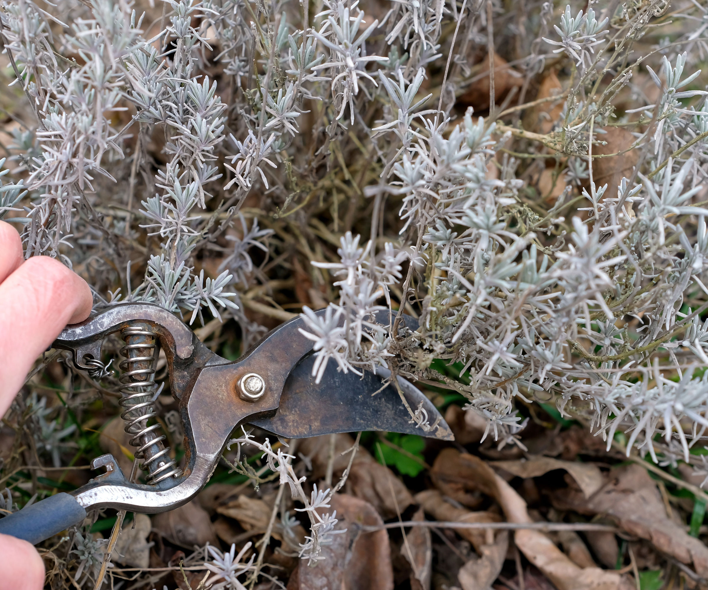 pruning lavender with bypass pruners
