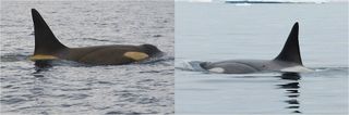 Photo of same whale photographed around the Antarctic Peninsula when it is in "yellow" state with heavy diatom coverage and also in a "clean" state. The paper hypothesizes that it may have recently returned from a "maintenance migration."
