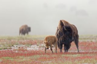 Photograph of a bison cow and its calf making their way across Yellowstone National Park, taken by Charles Glatzer