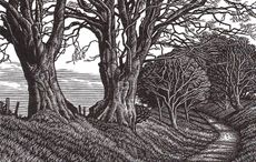 wood engraving