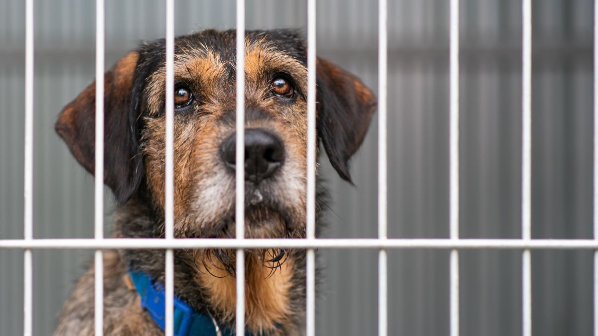 dog in crate