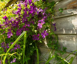purple clematis growing on shed