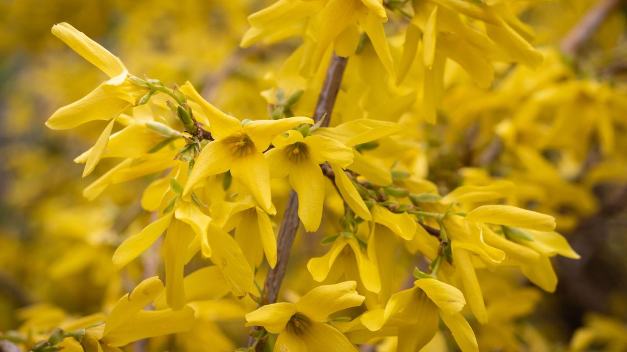 Forsythia branch in the sun