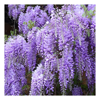 A purple wisteria plant