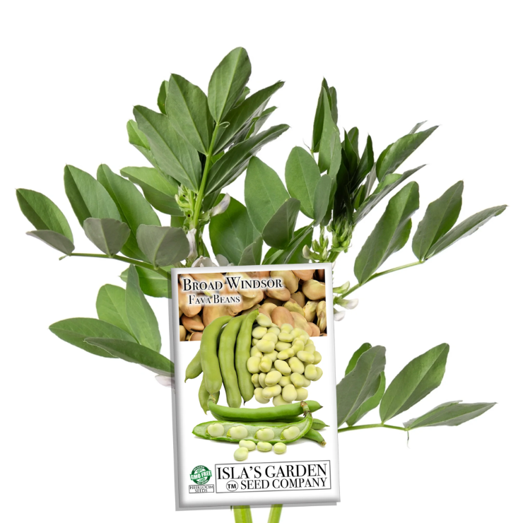 a packet of broad bean seeds