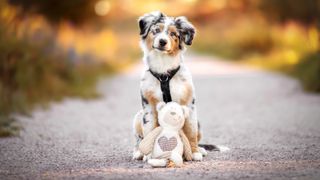 How many toys should a puppy have? Australian Shepherd puppy standing outside with soft toy