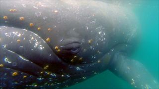 wwf-whale-cam-humpback.jpg