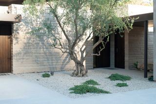 minimal gravel courtyard with olive tree