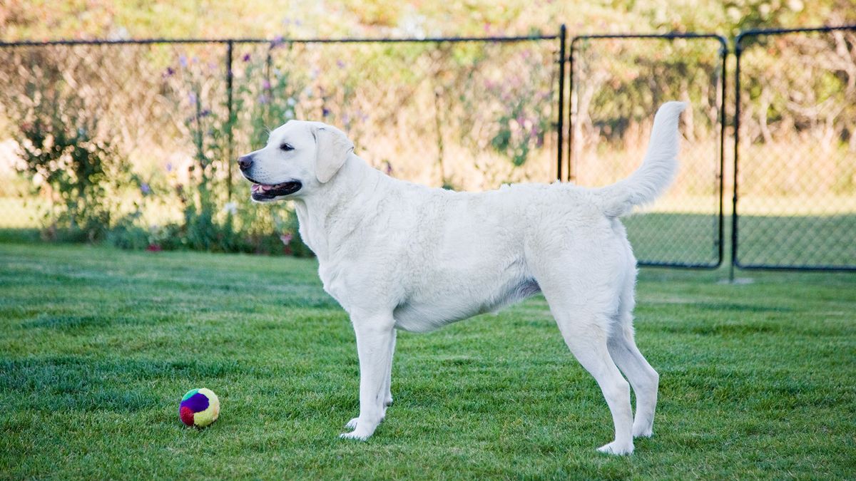 Dog playing fetch