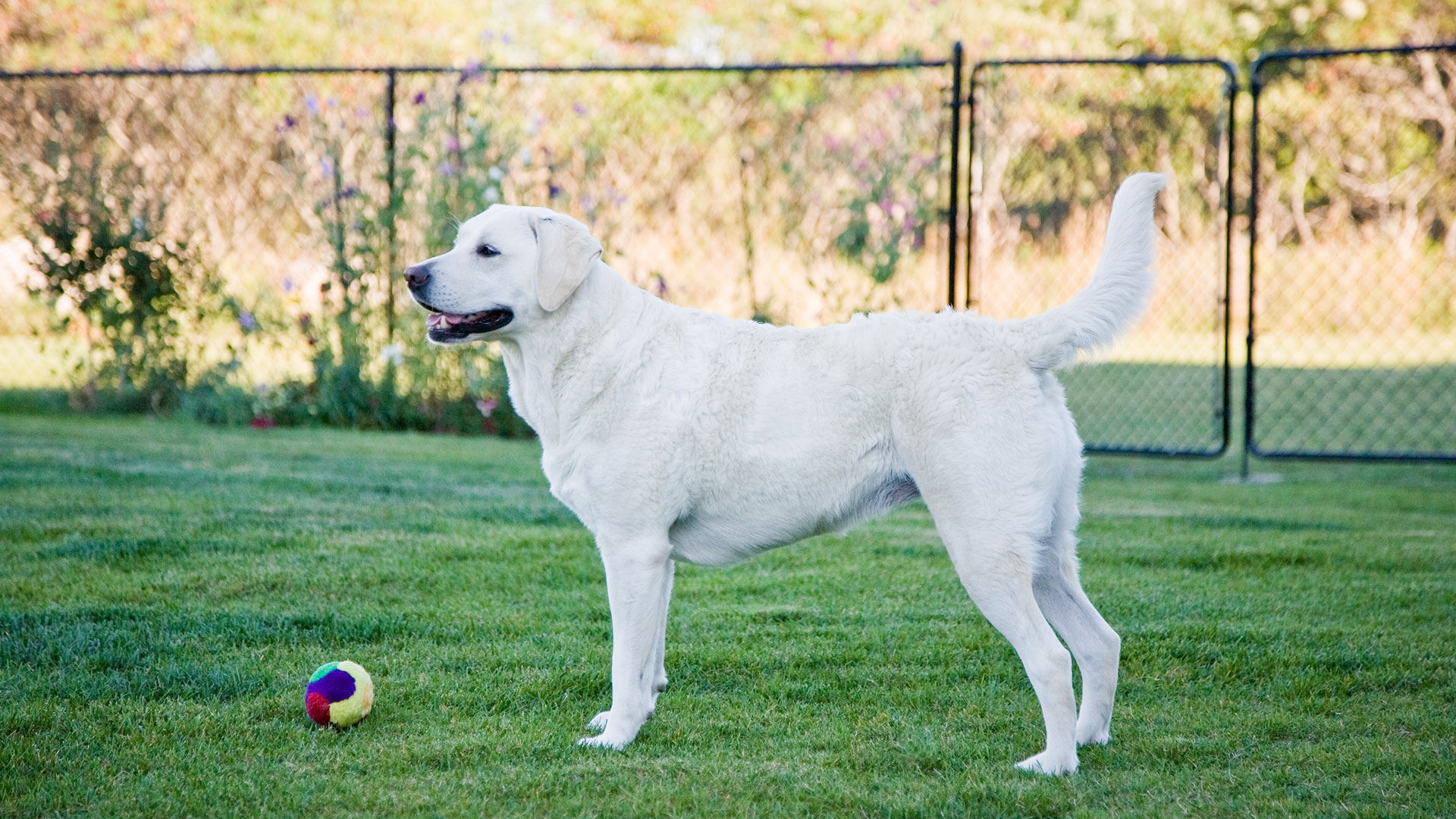 this-trainer-s-tips-are-a-game-changer-for-impulse-control-in-dogs