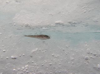 An Arctic cod rests in ice.
