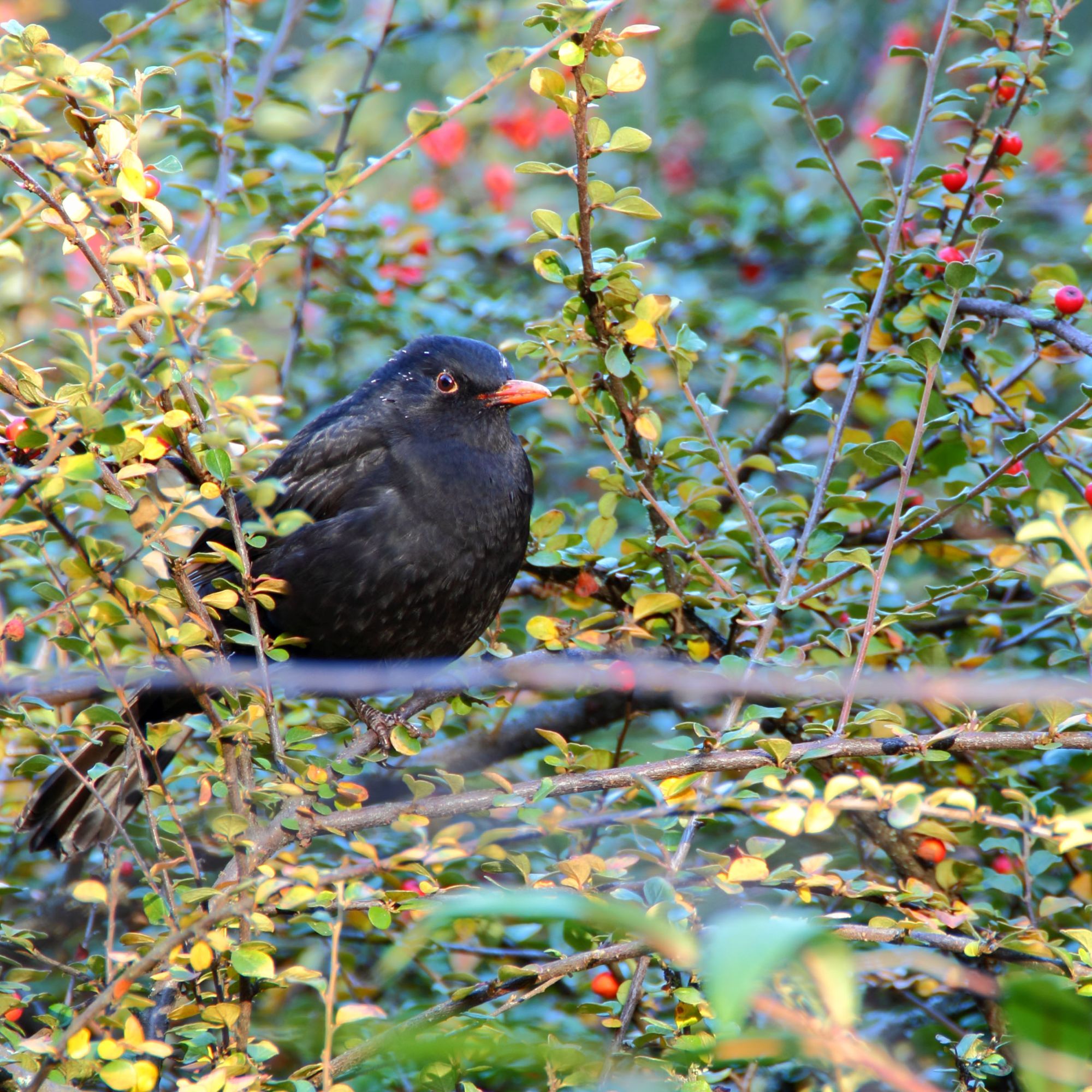 winter berry-bearing with bird
