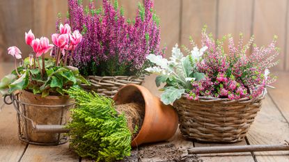 potting plants in containers for fall and winter color