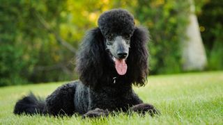 poodle dog