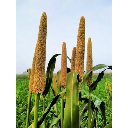 Pearl Millet Grass Seeds for Planting - Pennisetum Glaucum - Ornamental Grass Seeds (5,000 Seeds)