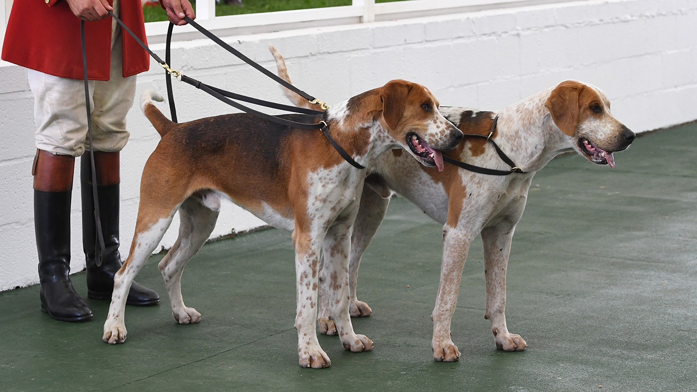 Gt. Yorks Show Foxhounds 14.07.21 Cl. 3 winners Zetland -- VIKING &amp;amp; GRANVILLE