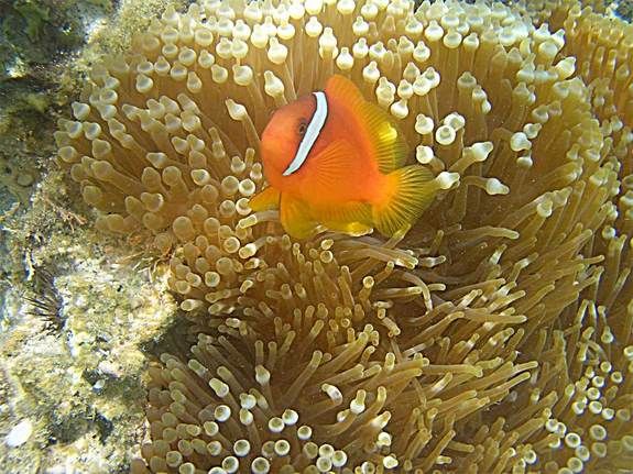 clownfish-anemone