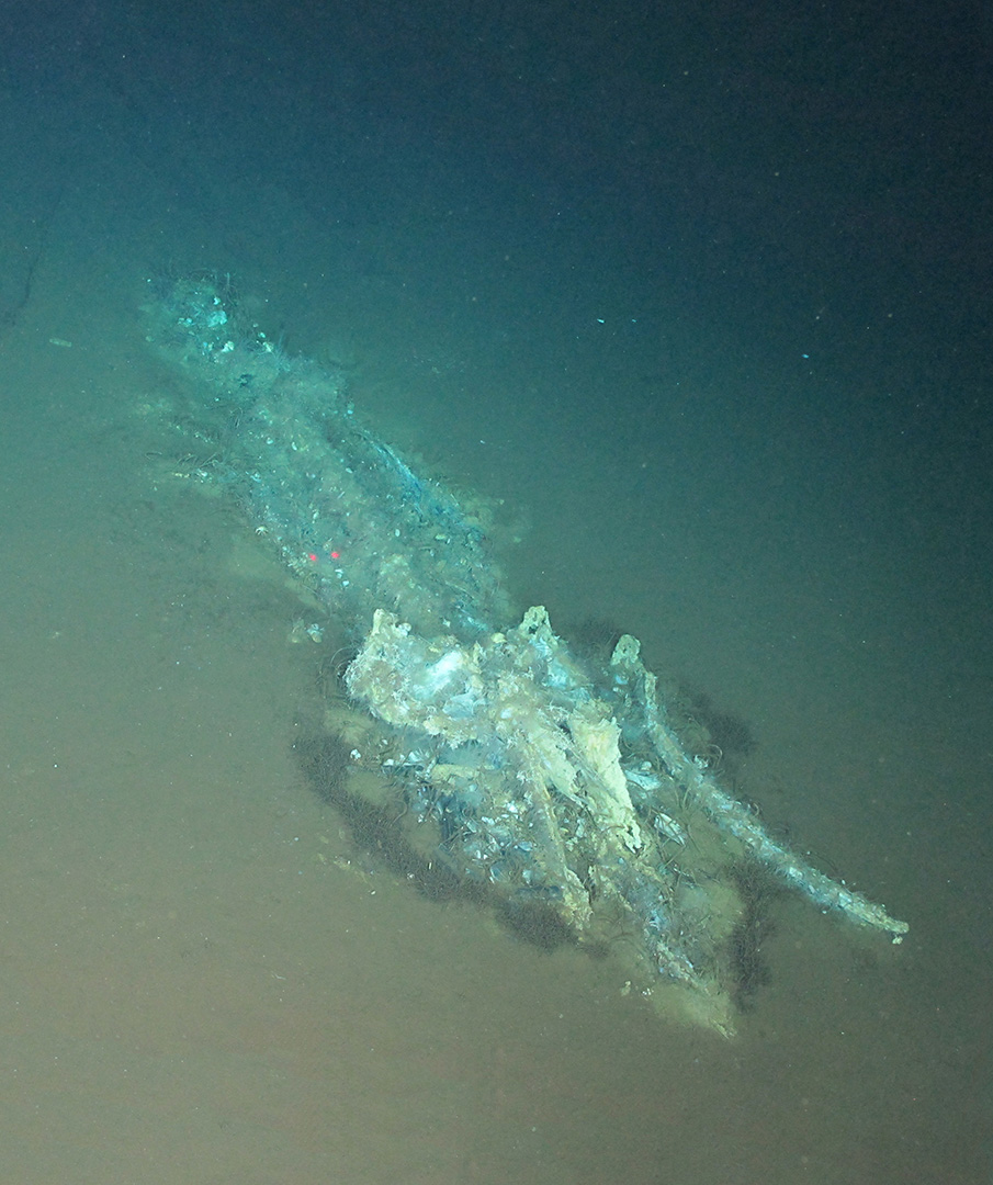 Deep sea images show whale skeletons on the seafloor