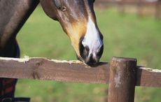 3-crib-biting-1.jpg