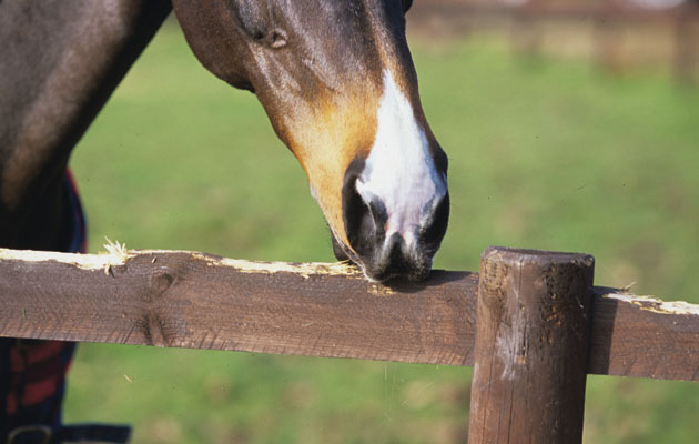 3-crib-biting-1.jpg