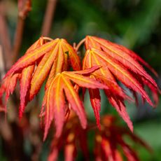 Close up of orange and red japanese maple leaves