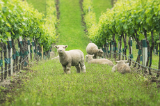 Vineyard animals, Babydoll sheep
