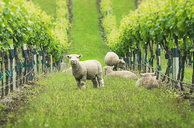 Vineyard animals, Babydoll sheep