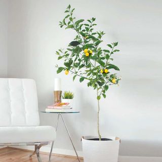a meyer lemon tree