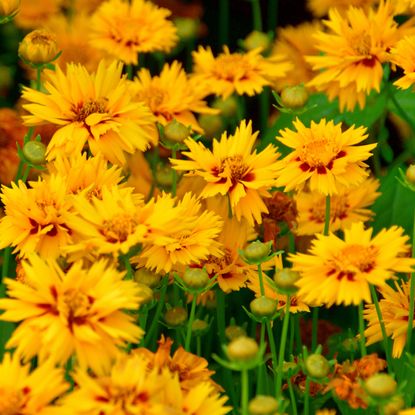 coreopsis growing in garden bed