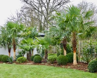 number of palm trees planted in a garden