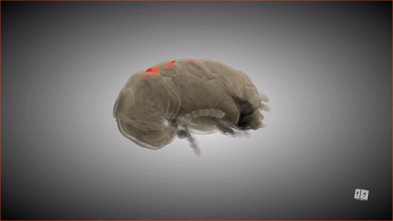 This 3D scan shows the special pockets where the beetle larva stores its protective bacteria.