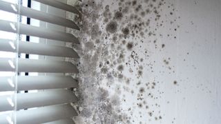 White venetian window blinds next to white wall with black mould