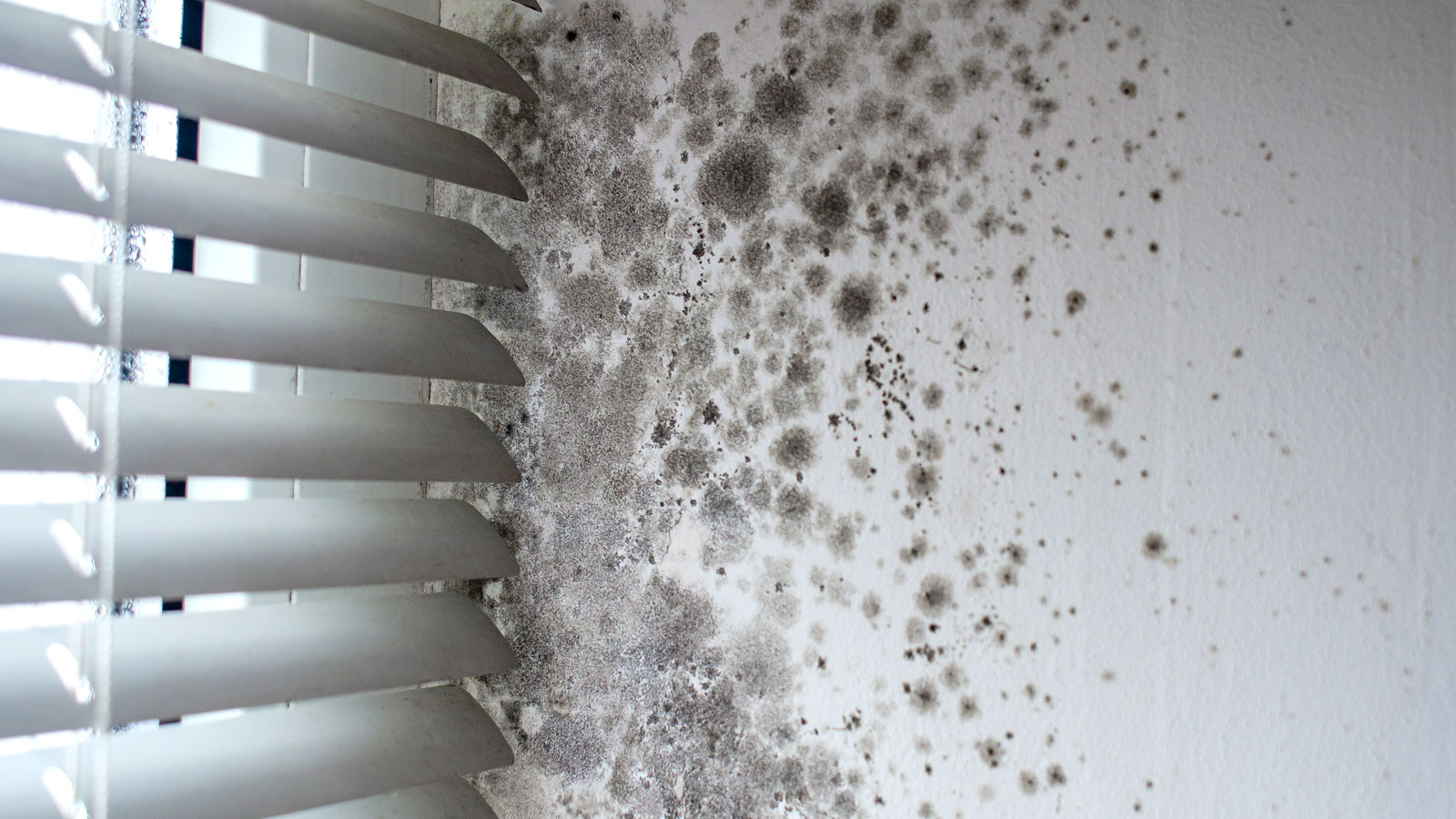 White venetian window blinds next to white wall with black mould