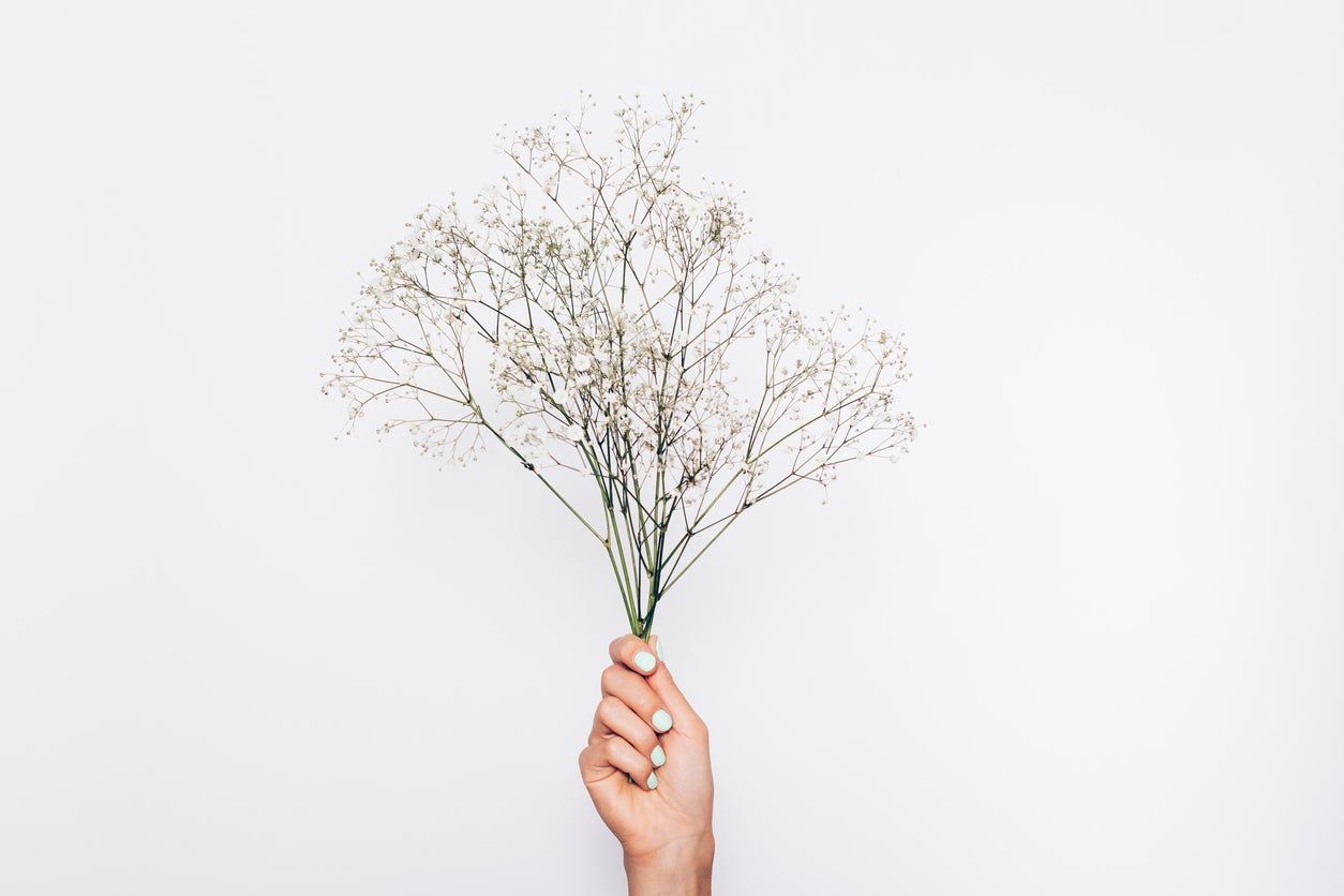 Hand Holding Baby&amp;#39;s Breath Plants