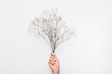 Hand Holding Baby's Breath Plants