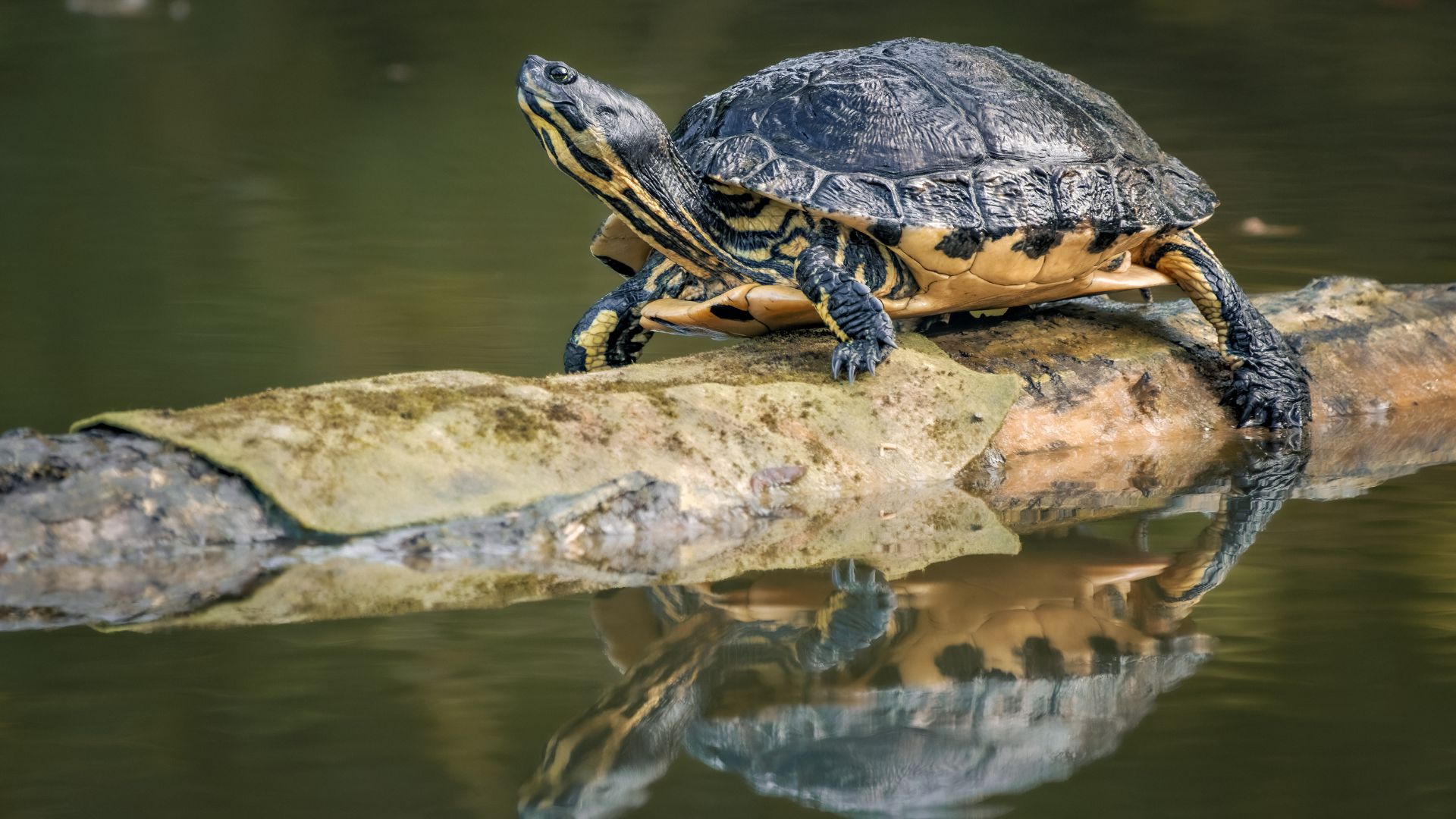 Stinkpot Musk Turtles