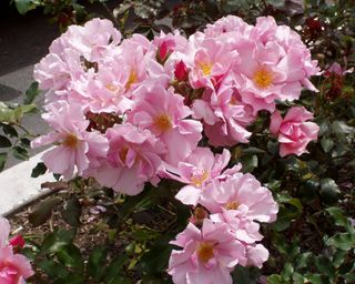 Landscape roses Rosa ‘Pink Cadillac’