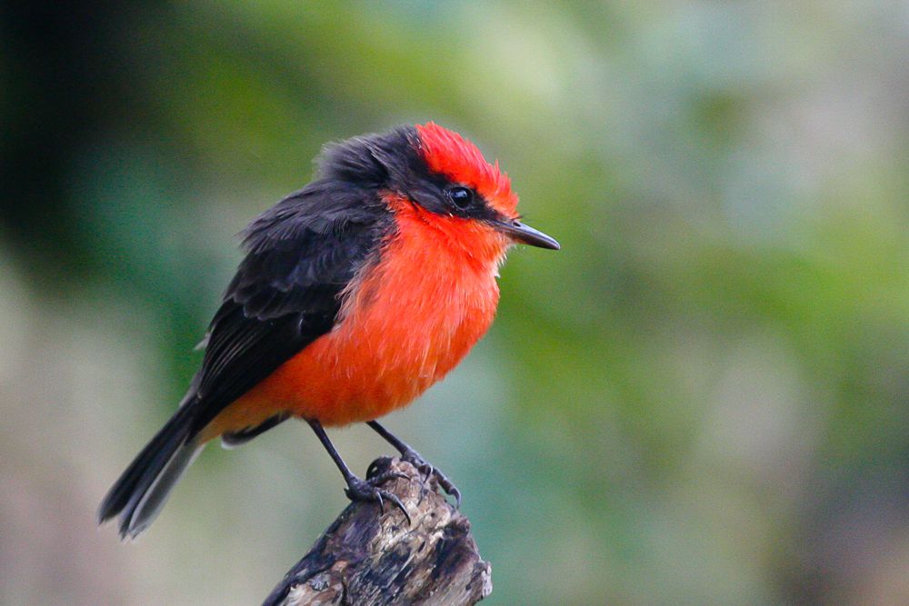 vermillion fly catcher